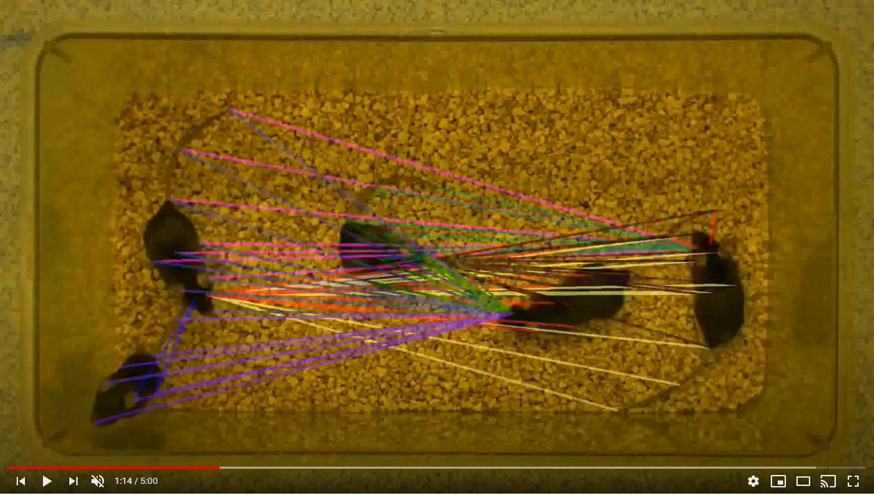 Video example: SimBA YouTube playlist