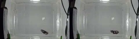Change single video fps