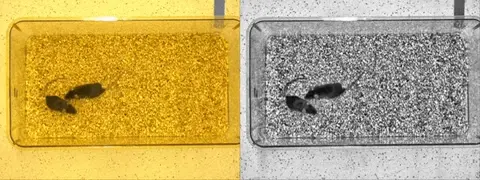 CLAHE enhance video
