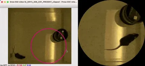 Crop multiple videos circles