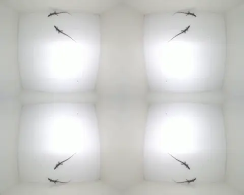 Flip videos