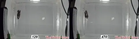 Reverse videos